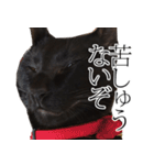 黒猫サイコー！（個別スタンプ：33）