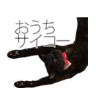 黒猫サイコー！（個別スタンプ：34）