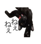 黒猫サイコー！（個別スタンプ：36）