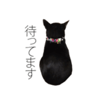 黒猫サイコー！（個別スタンプ：38）