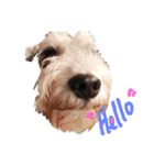 PUN Schnauzer（個別スタンプ：1）