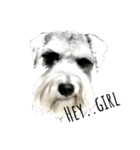 PUN Schnauzer（個別スタンプ：3）