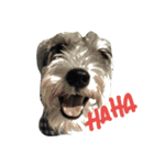 PUN Schnauzer（個別スタンプ：7）