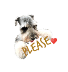 PUN Schnauzer（個別スタンプ：12）