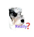 PUN Schnauzer（個別スタンプ：15）