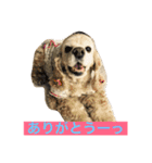 アメリカコッカースタンプ 2（個別スタンプ：1）