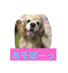 アメリカコッカースタンプ 2（個別スタンプ：2）
