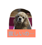 アメリカコッカースタンプ 2（個別スタンプ：3）