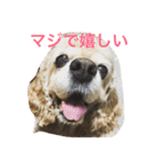 アメリカコッカースタンプ 2（個別スタンプ：4）