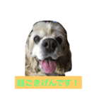 アメリカコッカースタンプ 2（個別スタンプ：5）