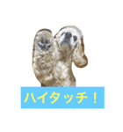 アメリカコッカースタンプ 2（個別スタンプ：7）