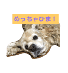 アメリカコッカースタンプ 2（個別スタンプ：8）