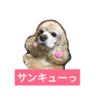 アメリカコッカースタンプ 2（個別スタンプ：9）