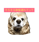 アメリカコッカースタンプ 2（個別スタンプ：10）