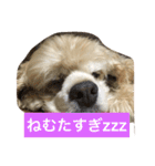 アメリカコッカースタンプ 2（個別スタンプ：13）
