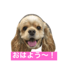 アメリカコッカースタンプ 2（個別スタンプ：15）