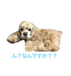 アメリカコッカースタンプ 2（個別スタンプ：16）