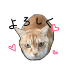 猫又予備隊。（個別スタンプ：3）