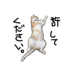 猫又予備隊。（個別スタンプ：4）