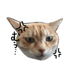 猫又予備隊。（個別スタンプ：6）