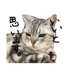 猫又予備隊。（個別スタンプ：7）
