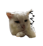 猫又予備隊。（個別スタンプ：8）