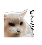 猫又予備隊。（個別スタンプ：9）