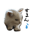 猫又予備隊。（個別スタンプ：11）