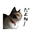 猫又予備隊。（個別スタンプ：12）