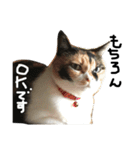 猫又予備隊。（個別スタンプ：13）