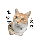 猫又予備隊。（個別スタンプ：14）