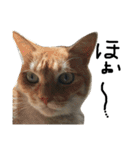 猫又予備隊。（個別スタンプ：17）