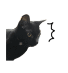 猫又予備隊。（個別スタンプ：20）