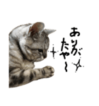 猫又予備隊。（個別スタンプ：21）