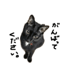 猫又予備隊。（個別スタンプ：23）