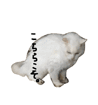 猫又予備隊。（個別スタンプ：24）