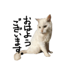 猫又予備隊。（個別スタンプ：25）