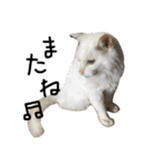 猫又予備隊。（個別スタンプ：26）
