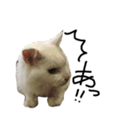 猫又予備隊。（個別スタンプ：27）
