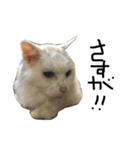 猫又予備隊。（個別スタンプ：29）
