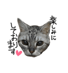 猫又予備隊。（個別スタンプ：30）