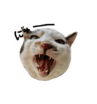 猫又予備隊。（個別スタンプ：31）