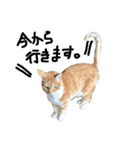 猫又予備隊。（個別スタンプ：32）