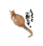 猫又予備隊。（個別スタンプ：33）