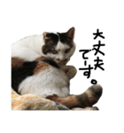 猫又予備隊。（個別スタンプ：34）