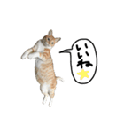 猫又予備隊。（個別スタンプ：35）
