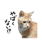 猫又予備隊。（個別スタンプ：36）