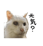 猫又予備隊。（個別スタンプ：37）