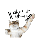 猫又予備隊。（個別スタンプ：38）