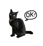 猫又予備隊。（個別スタンプ：39）